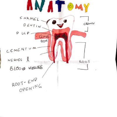 Tooth anatomy by Aamanee 